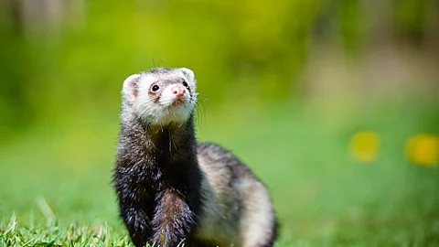 adorable ferret portrait adorable ferret portrait