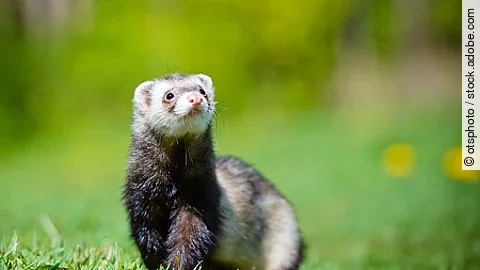 adorable ferret portrait
