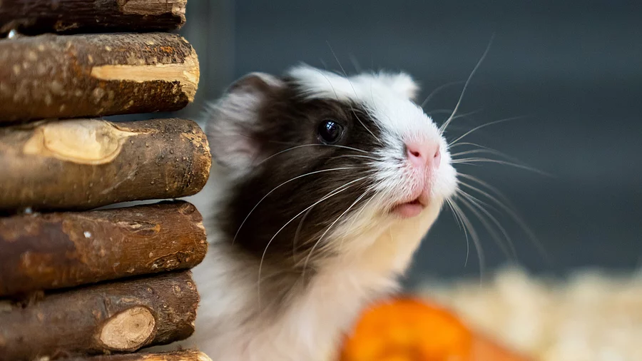 Ein Meerschweinchen sitzt vor einer Holzhütte. Neben dem Tier liegt ein Stück von einer Karotte. Das Meerschweinchen hat weiß-schwarzes glattes Fell und schaut aufmerksam auf.
