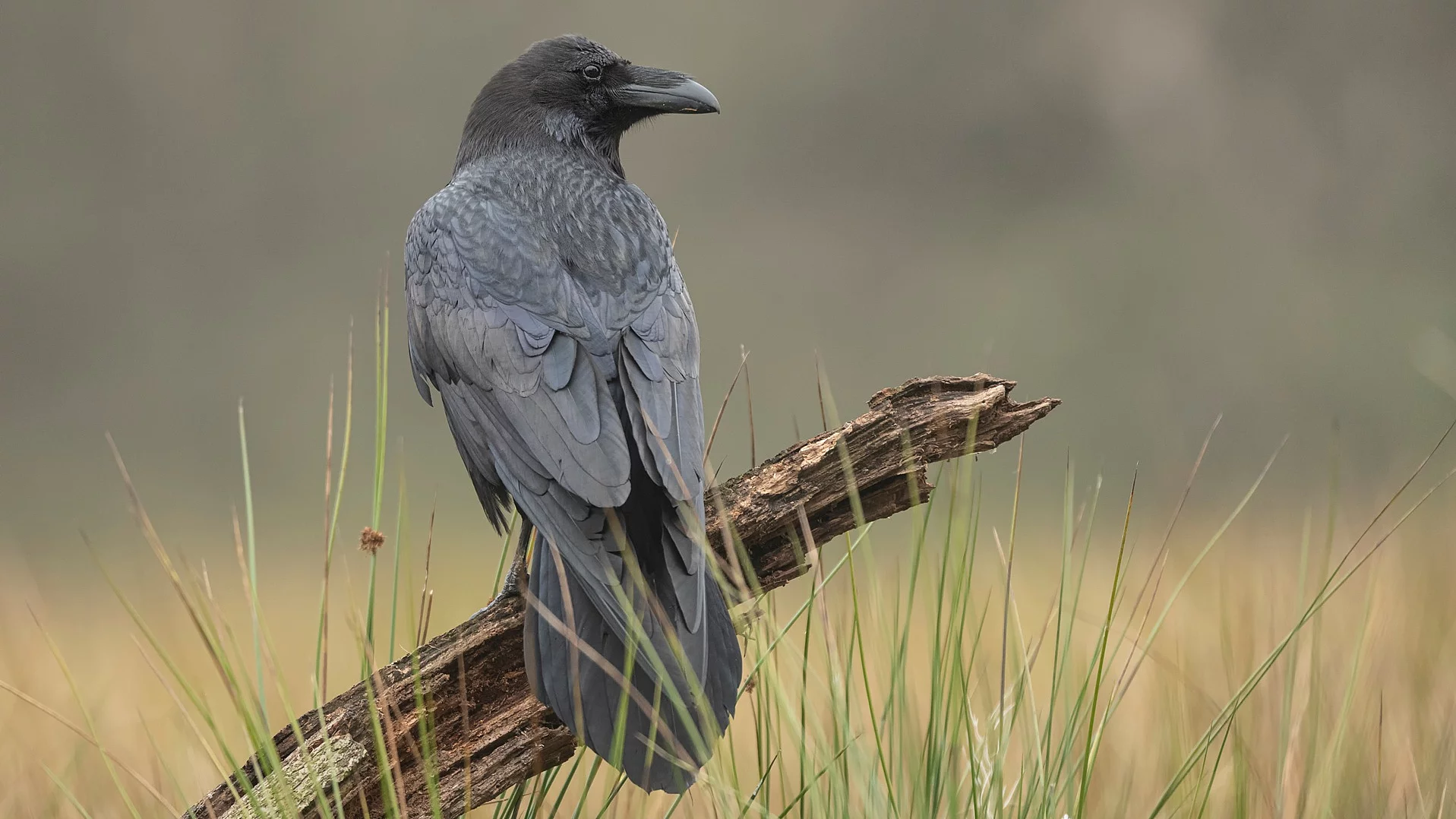 Nahaufnahme von einem Raben, der auf einem Ast am Boden sitzt. Der Betrachter sieht schaut auf den Rücken des Raben. Der Rabe hat schwarze Federn und schaut zur Seite. 