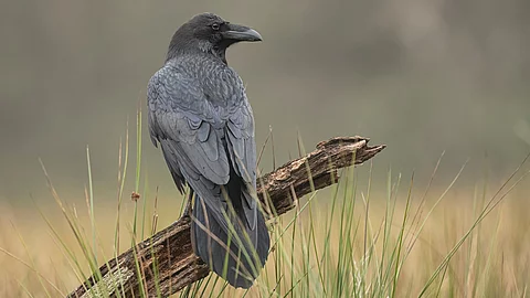 Nahaufnahme von einem Raben, der auf einem Ast am Boden sitzt. Der Betrachter sieht schaut auf den Rücken des Raben. Der Rabe hat schwarze Federn und schaut zur Seite. 