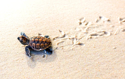 Ein kleines Meeresschildkrötenjunges, kriecht entlang der Sandküste in Richtung Meer, um zu überleben. Die Schildkröte ist frisch geschlüpft und hinterlässt Fußspuren im gelben Sand.