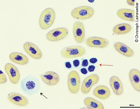Im 1000-fach vergößerten Blutausstrich einer Schlange kann man Thrombozytenaggregate und einen Azurophilen erkennen.