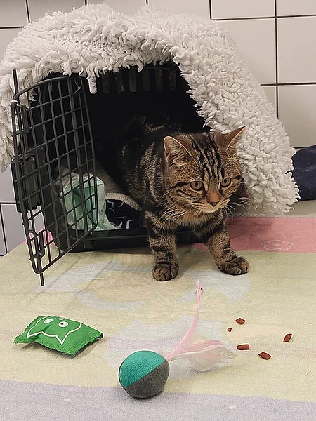Eine junge Katze kommt langsam aus ihrer Transportbox in einer Tierklinik. Um sie herum liegt etwas Katzenspielzeug und Leckerlis.