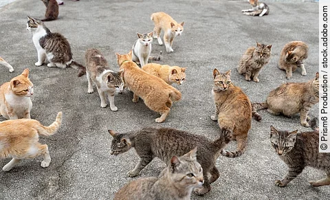 Viele Katzen laufen auf der Straße herum. Einige von ihnen scheinen ein Zuhause zu haben, andere scheinen Streuner zu sein.