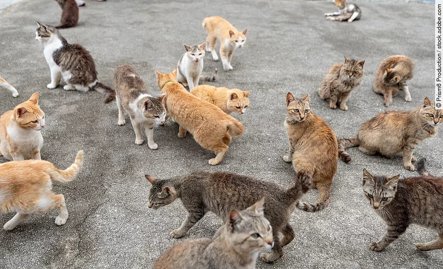 Viele Katzen laufen auf der Straße herum. Einige von ihnen scheinen ein Zuhause zu haben, andere scheinen Streuner zu sein.