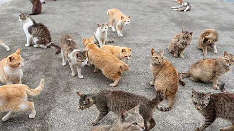 Viele Katzen laufen auf der Straße herum. Einige von ihnen scheinen ein Zuhause zu haben, andere scheinen Streuner zu sein.
