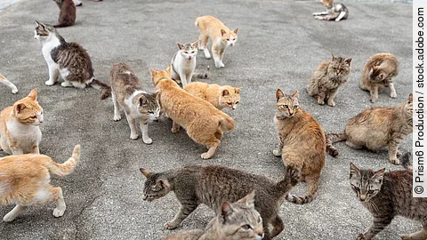 Viele Katzen laufen auf der Straße herum. Einige von ihnen scheinen ein Zuhause zu haben, andere scheinen Streuner zu sein.