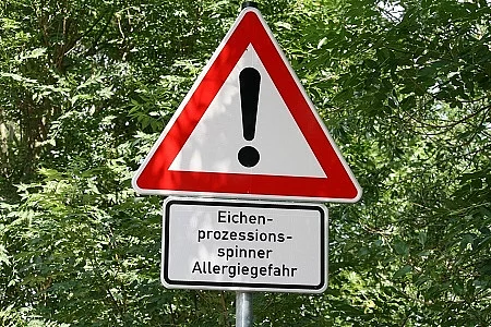 Allergie - Gefahr durch Eichenprozessionsspinner