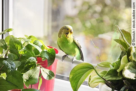 Budgerigar. Parrot near the window
