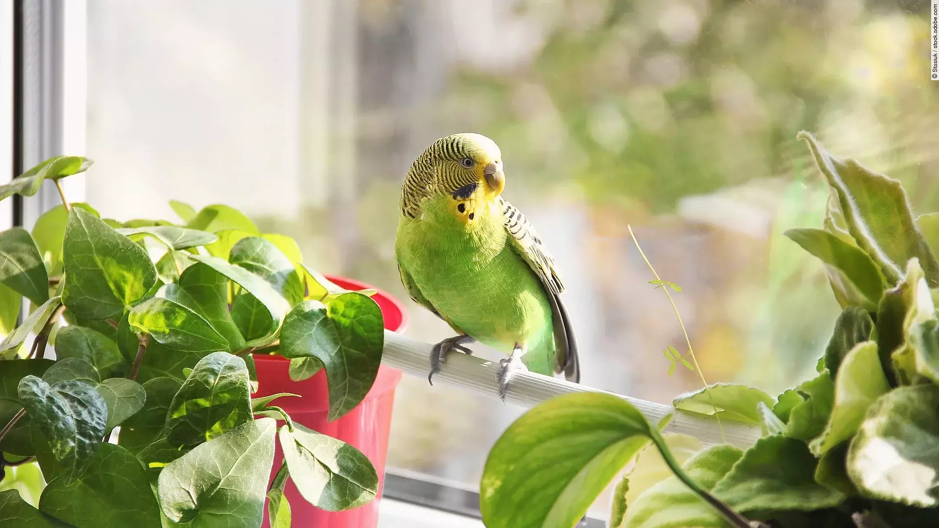 Ein Wellensittich sitzt auf einer Stange aus Holz vor einem Fenster. Seitlich von dem Vogel stehen grüne Zimmerpflanzen. Er hat grünliches Gefieder.