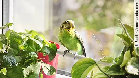 Ein Wellensittich sitzt auf einer Stange aus Holz vor einem Fenster. Seitlich von dem Vogel stehen grüne Zimmerpflanzen. Er hat grünliches Gefieder.