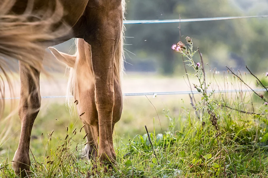 Ein Pferd frisst Pflanzen und Kräuter auf einer Weide. Das Pferd hat helles Fell und ist ein Palomino. Das Pferd schlägt mit dem Schweif. Die Weide ist mir weißer Litze eingezäunt. 