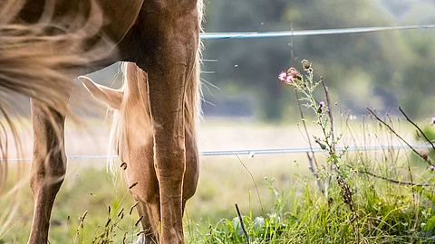 Ein Pferd frisst Pflanzen und Kräuter auf einer Weide. Das Pferd hat helles Fell und ist ein Palomino. Das Pferd schlägt mit dem Schweif. Die Weide ist mir weißer Litze eingezäunt. 