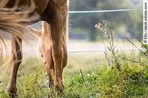 Ein Pferd frisst Pflanzen und Kräuter auf einer Weide. Das Pferd hat helles Fell und ist ein Palomino. Das Pferd schlägt mit dem Schweif. Die Weide ist mir weißer Litze eingezäunt. 