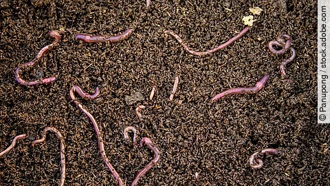 Regenwürmer Regenwürmer