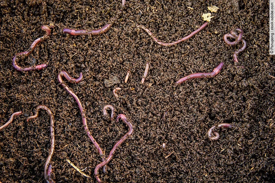Regenwürmer Regenwürmer