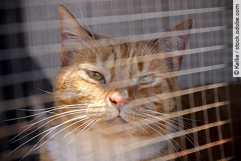 Eine orangefarbene Katze sitzt auf einem Balkon in der Sonne, geschützt durch ein engmaschiges Netz.