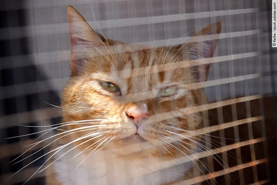 Eine orangefarbene Katze sitzt auf einem Balkon in der Sonne, geschützt durch ein engmaschiges Netz.