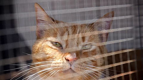 Eine orangefarbene Katze sitzt auf einem Balkon in der Sonne, geschützt durch ein engmaschiges Netz.