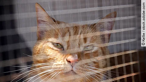 Eine orangefarbene Katze sitzt auf einem Balkon in der Sonne, geschützt durch ein engmaschiges Netz. Eine orangefarbene Katze sitzt auf einem Balkon in der Sonne, geschützt durch ein engmaschiges Netz.