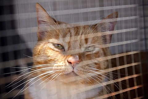 Eine orangefarbene Katze sitzt auf einem Balkon in der Sonne, geschützt durch ein engmaschiges Netz.