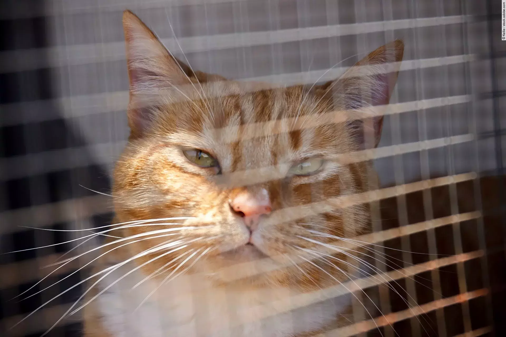 Eine orangefarbene Katze sitzt auf einem Balkon in der Sonne, geschützt durch ein engmaschiges Netz.