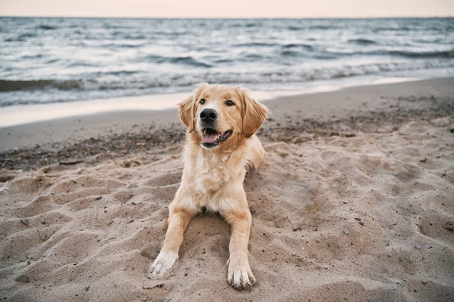 Hund am Strand