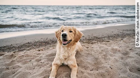 Hund am Strand Hund am Strand