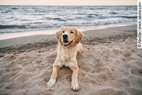 Hund am Strand Hund am Strand