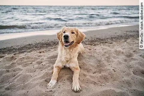 Hund am Strand Hund am Strand
