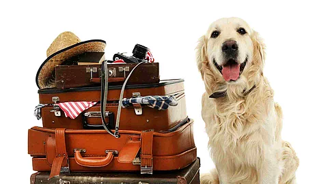 Cute Labrador with suitcases isolated on white
