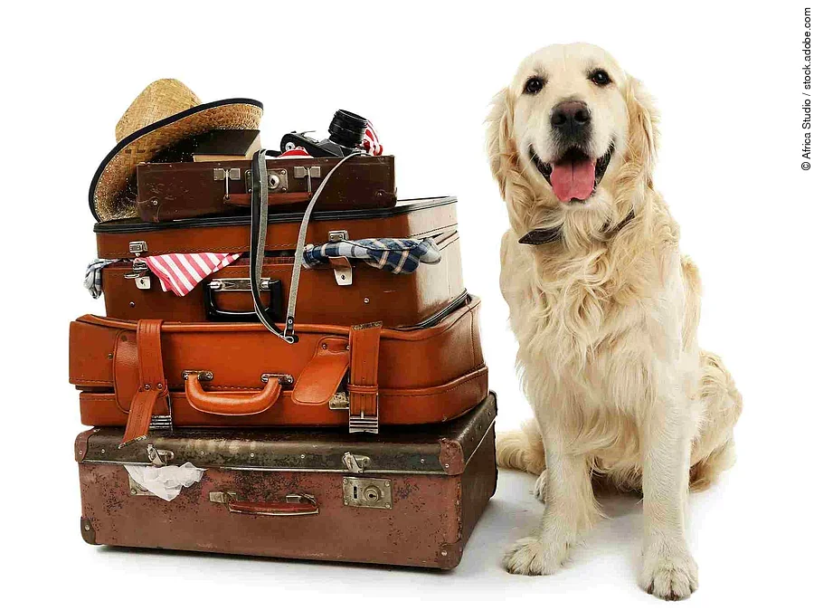 Cute Labrador with suitcases isolated on white