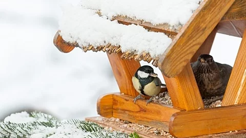 WinterfÃŒtterung an einem VogelhÃ€uschen, Meise (Paridae), Kohlm
