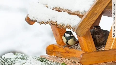 WinterfÌtterung an einem VogelhÀuschen, Meise (Paridae), Kohlm