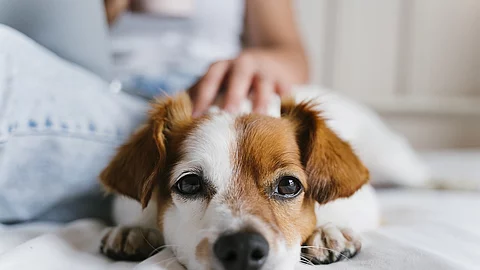 Ein Hund liegt auf einem Sofa und wird von einer daneben sitzenden Frau gestreichelt.