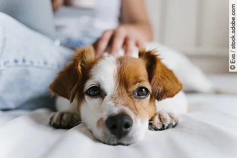 Ein Hund liegt auf einem Sofa und wird von einer daneben sitzenden Frau gestreichelt.