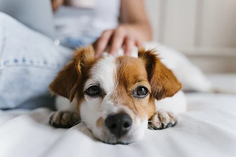 Ein Hund liegt auf einem Sofa und wird von einer daneben sitzenden Frau gestreichelt.