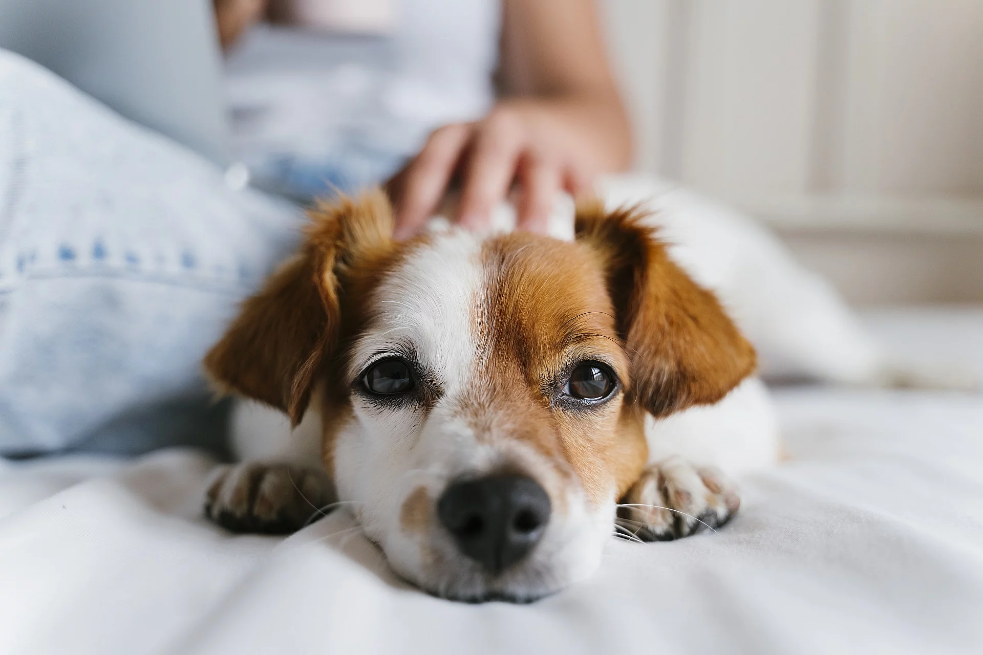 Ein Hund liegt auf einem Sofa und wird von einer daneben sitzenden Frau gestreichelt.