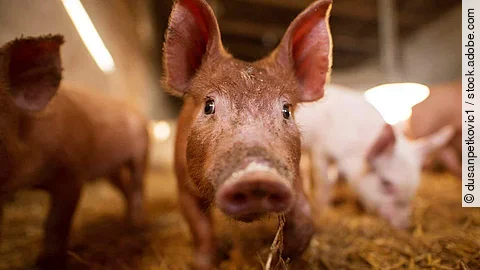 A small piglet in the farm. Swine in a stall. Shallow depth of f