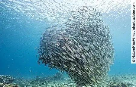 Unterwasser - Riff - Fisch - Schwarm - Tauchen - Curacao - Karib