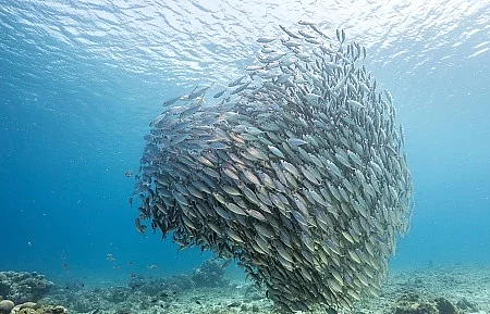 Unterwasser - Riff - Fisch - Schwarm - Tauchen - Curacao - Karib