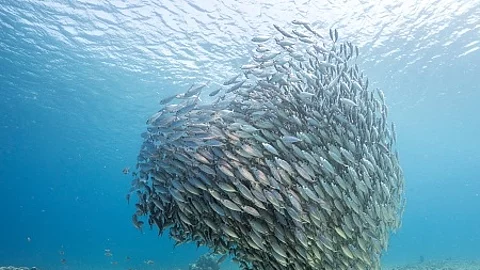 Unterwasser - Riff - Fisch - Schwarm - Tauchen - Curacao - Karib