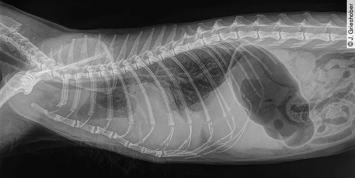 Röntgenbild einer Katze