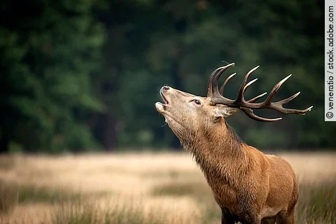 Ein Hirsch ruft laut in den Wald hinein. Auf seinem Kopf trägt das anmutige Tier ein großes Geweih.
