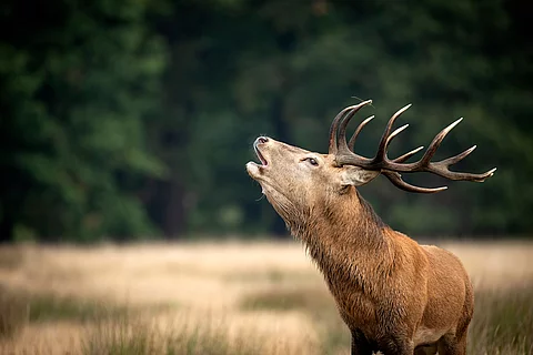 Ein Hirsch ruft laut in den Wald hinein. Auf seinem Kopf trägt das anmutige Tier ein großes Geweih.