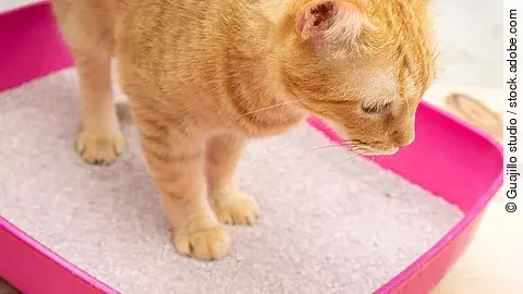 Eine Katze mit rotem Fell steht in einem Katzenklo. In dem Katzenklo ist sauberes weißes Einstreu. Das Katzenklo ist in einer pinken Farbe.