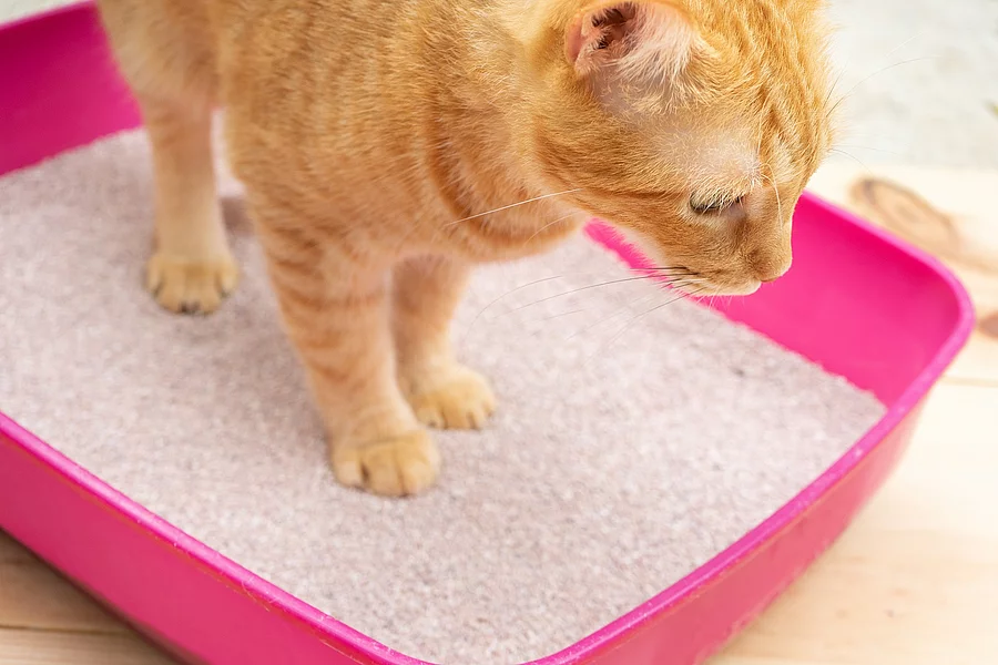 Eine Katze mit rotem Fell steht in einem Katzenklo. In dem Katzenklo ist sauberes weißes Einstreu. Das Katzenklo ist in einer pinken Farbe.