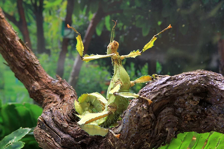 Phasmiden Phasmiden