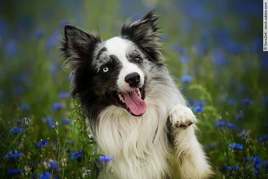 Border collie in a cornflower field